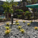 rock garden by pool area